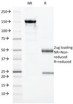 Granzyme B Antibody in SDS-PAGE (SDS-PAGE)