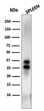 Granzyme B Antibody in Western Blot (WB)