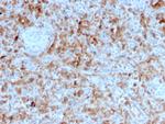 Granzyme B Antibody in Immunohistochemistry (Paraffin) (IHC (P))