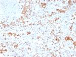 Granzyme B Antibody in Immunohistochemistry (Paraffin) (IHC (P))