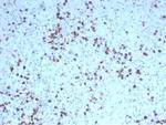 Granzyme B (NK/T-Cell Lymphoma Marker) Antibody in Immunohistochemistry (Paraffin) (IHC (P))