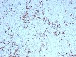 Granzyme B (NK/T-Cell Lymphoma Marker) Antibody in Immunohistochemistry (Paraffin) (IHC (P))