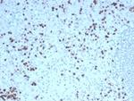 Granzyme B (NK/T-Cell Lymphoma Marker) Antibody in Immunohistochemistry (Paraffin) (IHC (P))