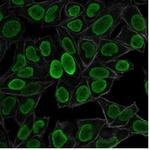 Histone H1 (Pan Nuclear Marker) Antibody in Immunocytochemistry (ICC/IF)