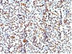 Histone H1 (Pan Nuclear Marker) Antibody in Immunohistochemistry (Paraffin) (IHC (P))