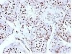 Histone H1 (Pan Nuclear Marker) Antibody in Immunohistochemistry (Paraffin) (IHC (P))