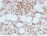 Histone H1 (Pan Nuclear Marker) Antibody in SDS-PAGE (SDS-PAGE)