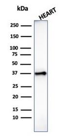 Histone H1 (Pan Nuclear Marker) Antibody in Western Blot (WB)