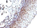 Histone H1 (Pan Nuclear Marker) Antibody in Immunohistochemistry (Paraffin) (IHC (P))