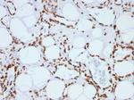 Histone H1 (Pan Nuclear Marker) Antibody in Immunohistochemistry (Paraffin) (IHC (P))