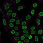 Histone H1 (Pan Nuclear Marker) Antibody in Immunocytochemistry (ICC/IF)