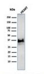 Histone H1 (Pan Nuclear Marker) Antibody in Western Blot (WB)