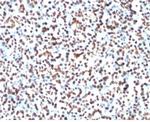 Histone H1 (Pan Nuclear Marker) Antibody in Immunohistochemistry (Paraffin) (IHC (P))