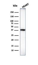 Histone H1 (Pan Nuclear Marker) Antibody in Western Blot (WB)