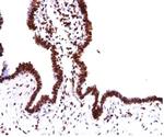 Histone H1 (Pan Nuclear Marker) Antibody in Immunohistochemistry (Paraffin) (IHC (P))