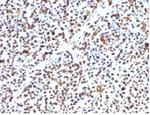 Histone H1 (Pan Nuclear Marker) Antibody in Immunohistochemistry (Paraffin) (IHC (P))