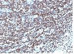 Histone H1 (Pan Nuclear Marker) Antibody in Immunohistochemistry (Paraffin) (IHC (P))