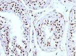 Histone H1 (Pan Nuclear Marker) Antibody in Immunohistochemistry (Paraffin) (IHC (P))