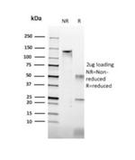 Histone H1 (Pan Nuclear Marker) Antibody in SDS-PAGE (SDS-PAGE)