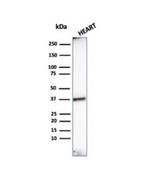 Histone H1 (Pan Nuclear Marker) Antibody in Western Blot (WB)