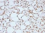 Histone H1 (Pan Nuclear Marker) Antibody in Immunohistochemistry (Paraffin) (IHC (P))