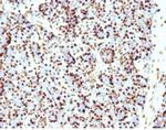 Histone H1 (Pan Nuclear Marker) Antibody in Immunohistochemistry (Paraffin) (IHC (P))