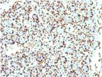 Histone H1 Antibody in Immunohistochemistry (Paraffin) (IHC (P))