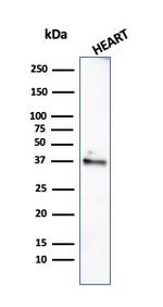 Histone H1 (Pan Nuclear Marker) Antibody in Western Blot (WB)