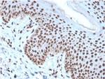 Histone H1 (Pan Nuclear Marker) Antibody in Immunohistochemistry (Paraffin) (IHC (P))