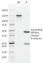 Histone H1 (Pan Nuclear Marker) Antibody in SDS-PAGE (SDS-PAGE)