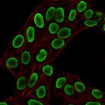 Histone H1 Antibody in Immunocytochemistry (ICC/IF)