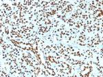 Histone H1 Antibody in Immunohistochemistry (Paraffin) (IHC (P))