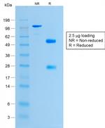 Histone H1 Antibody in SDS-PAGE (SDS-PAGE)