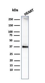 Histone H1 Antibody in Western Blot (WB)