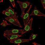 Histone H1 (Pan Nuclear Marker) Antibody in Immunocytochemistry (ICC/IF)