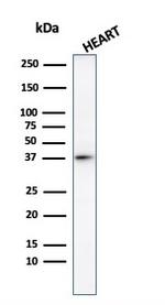 Histone H1 (Pan Nuclear Marker) Antibody in Western Blot (WB)