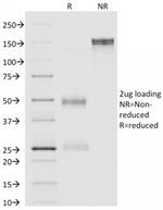 Annexin A1 Antibody in SDS-PAGE (SDS-PAGE)