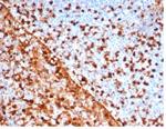 Annexin A1/ (Hairy Cell Leukemia Marker) Antibody in Immunohistochemistry (Paraffin) (IHC (P))