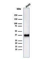 Annexin A1/ (Hairy Cell Leukemia Marker) Antibody in Western Blot (WB)