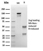 Annexin A1/ (Hairy Cell Leukemia Marker) Antibody in SDS-PAGE (SDS-PAGE)