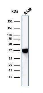 Annexin A1 Antibody in Western Blot (WB)