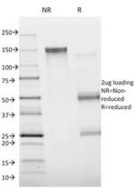 Annexin A1 Antibody in SDS-PAGE (SDS-PAGE)