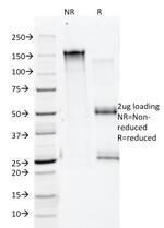 Annexin A1/ (Hairy Cell Leukemia Marker) Antibody in SDS-PAGE (SDS-PAGE)