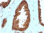 Annexin A1 Antibody in Immunohistochemistry (Paraffin) (IHC (P))