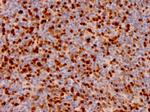 Annexin A1 Antibody in Immunohistochemistry (Paraffin) (IHC (P))