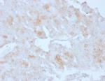 Annexin A1/ (Hairy Cell Leukemia Marker) Antibody in Immunohistochemistry (Paraffin) (IHC (P))