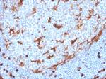 Annexin A1 Antibody in Immunohistochemistry (Paraffin) (IHC (P))