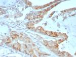 Annexin A2 Antibody in Immunohistochemistry (Paraffin) (IHC (P))