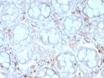 CD209/DC-SIGN (Pathogen Receptor on Dendritic Cells) Antibody in Immunohistochemistry (Paraffin) (IHC (P))