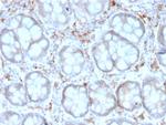 CD209/DC-SIGN (Pathogen Receptor on Dendritic Cells) Antibody in Immunohistochemistry (Paraffin) (IHC (P))